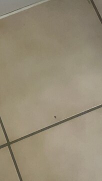 Roach
