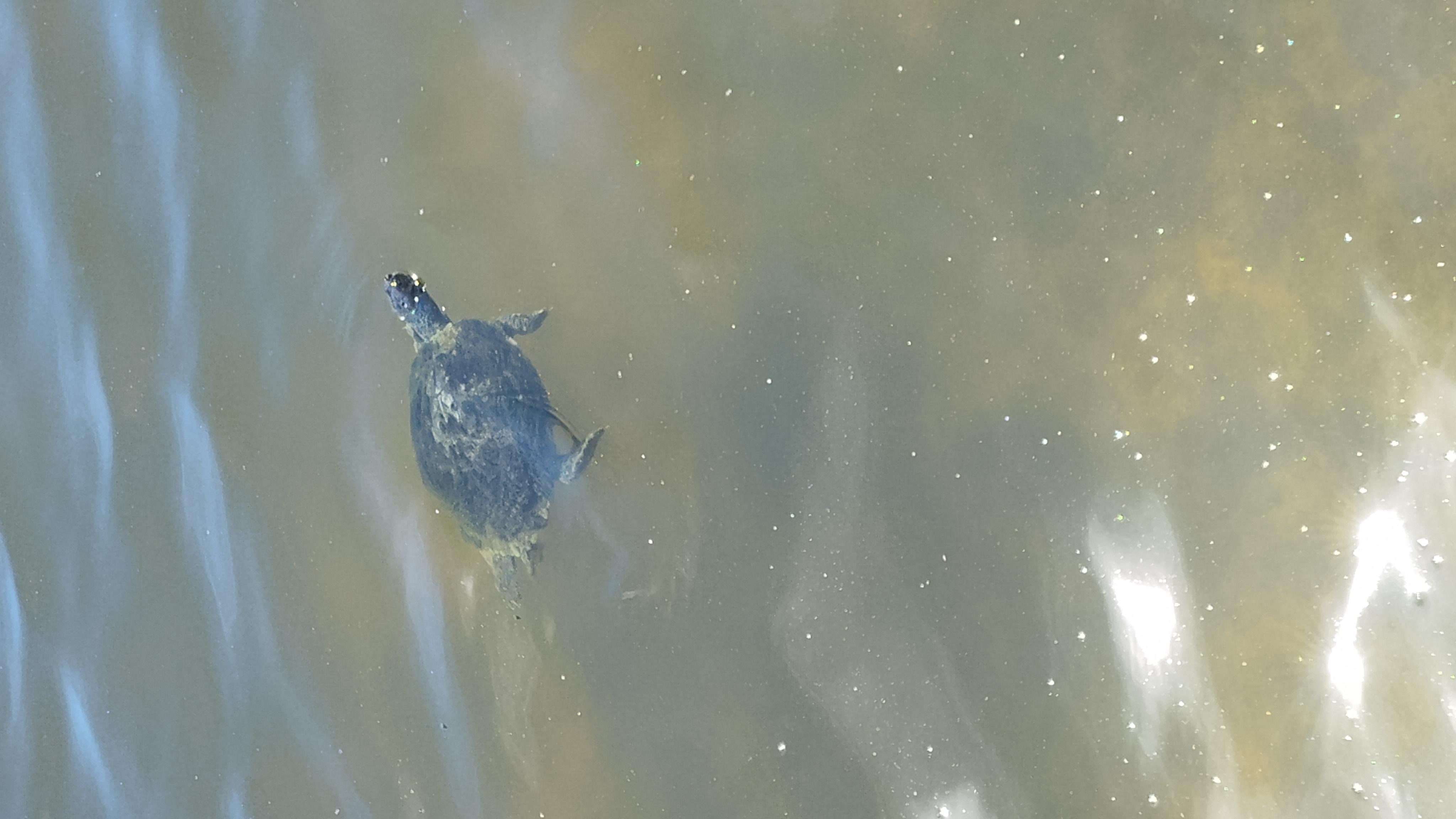 Turtles from the lake behind the property we fed them daily with fish/turtle food.