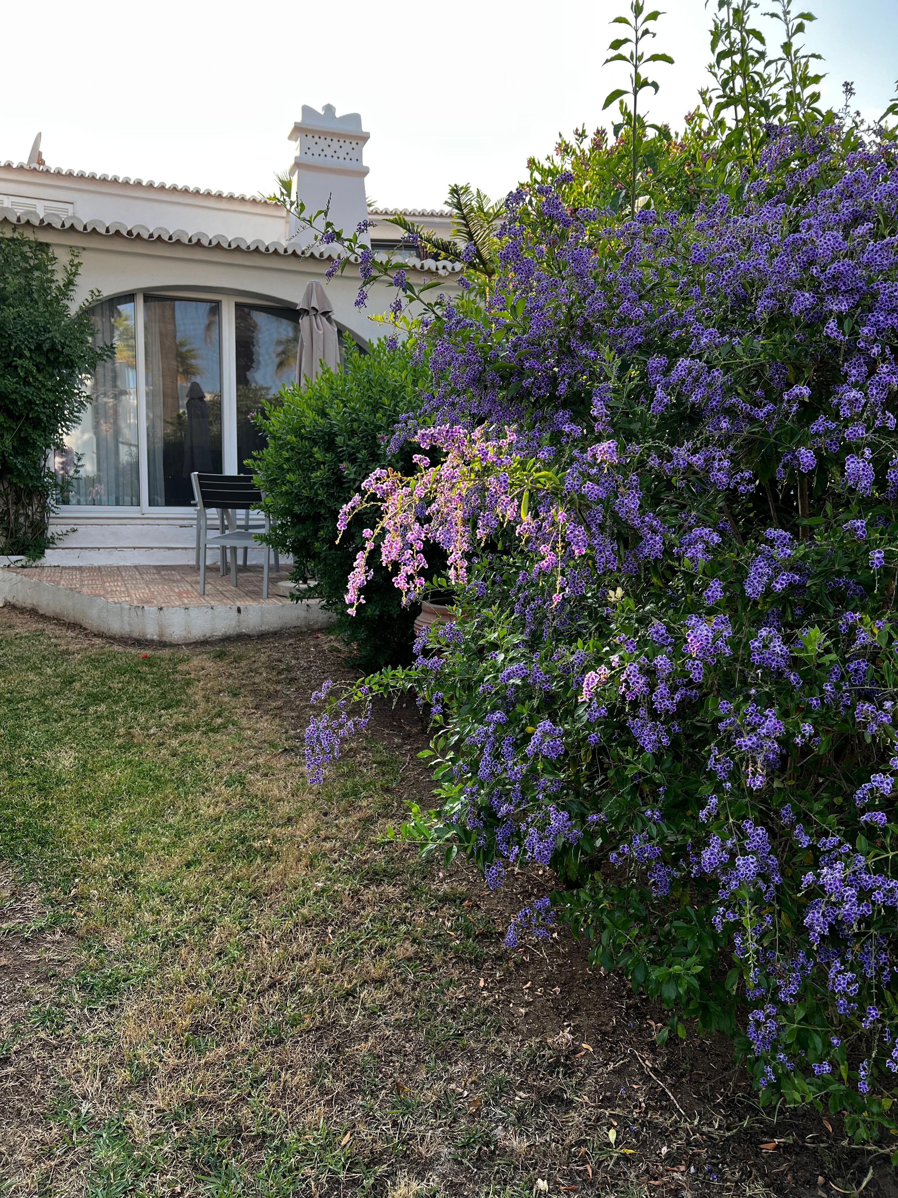Back patio