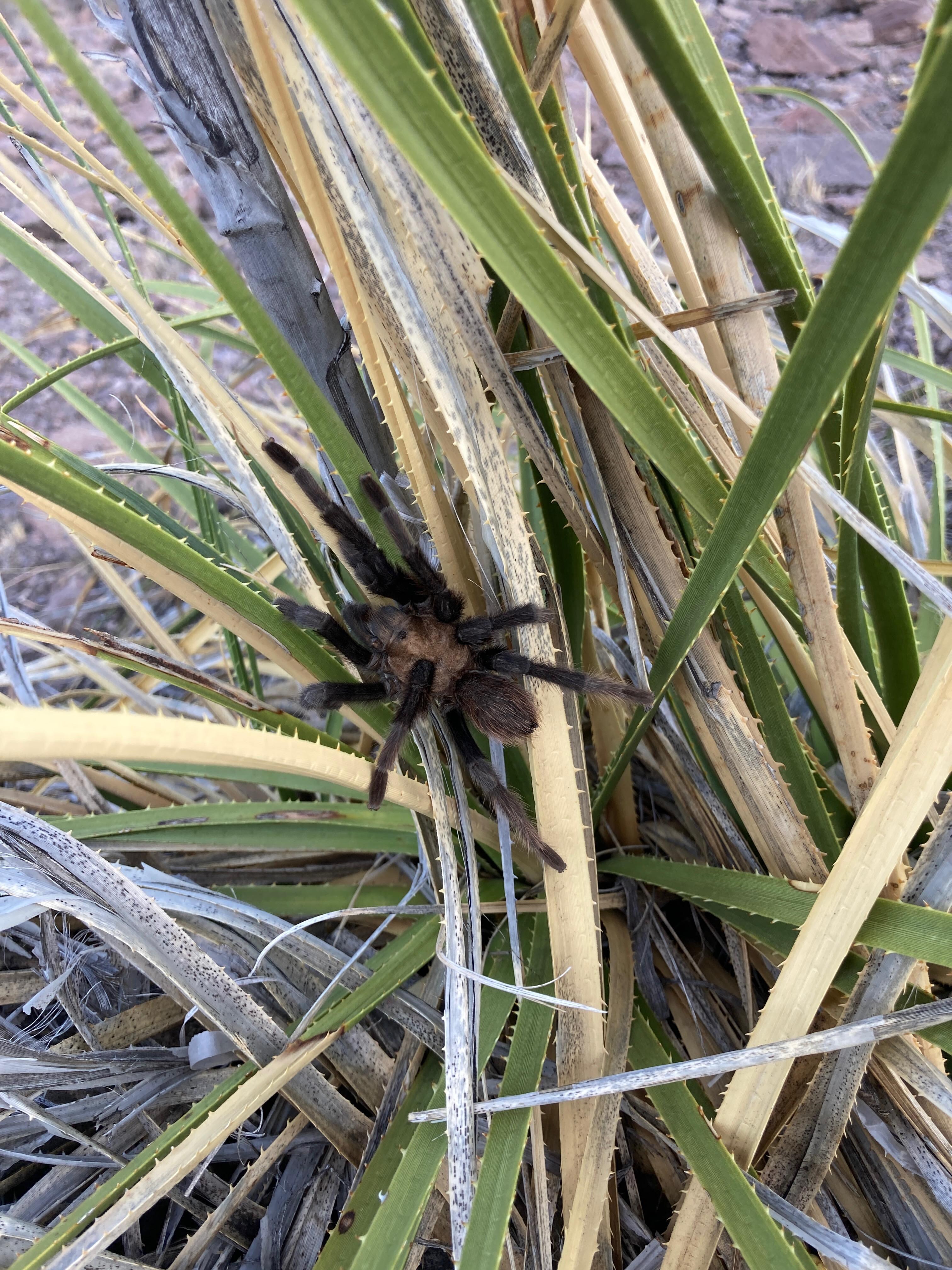 A brown tarantula in the wild!