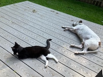 Pete and Beau--vacation tired!