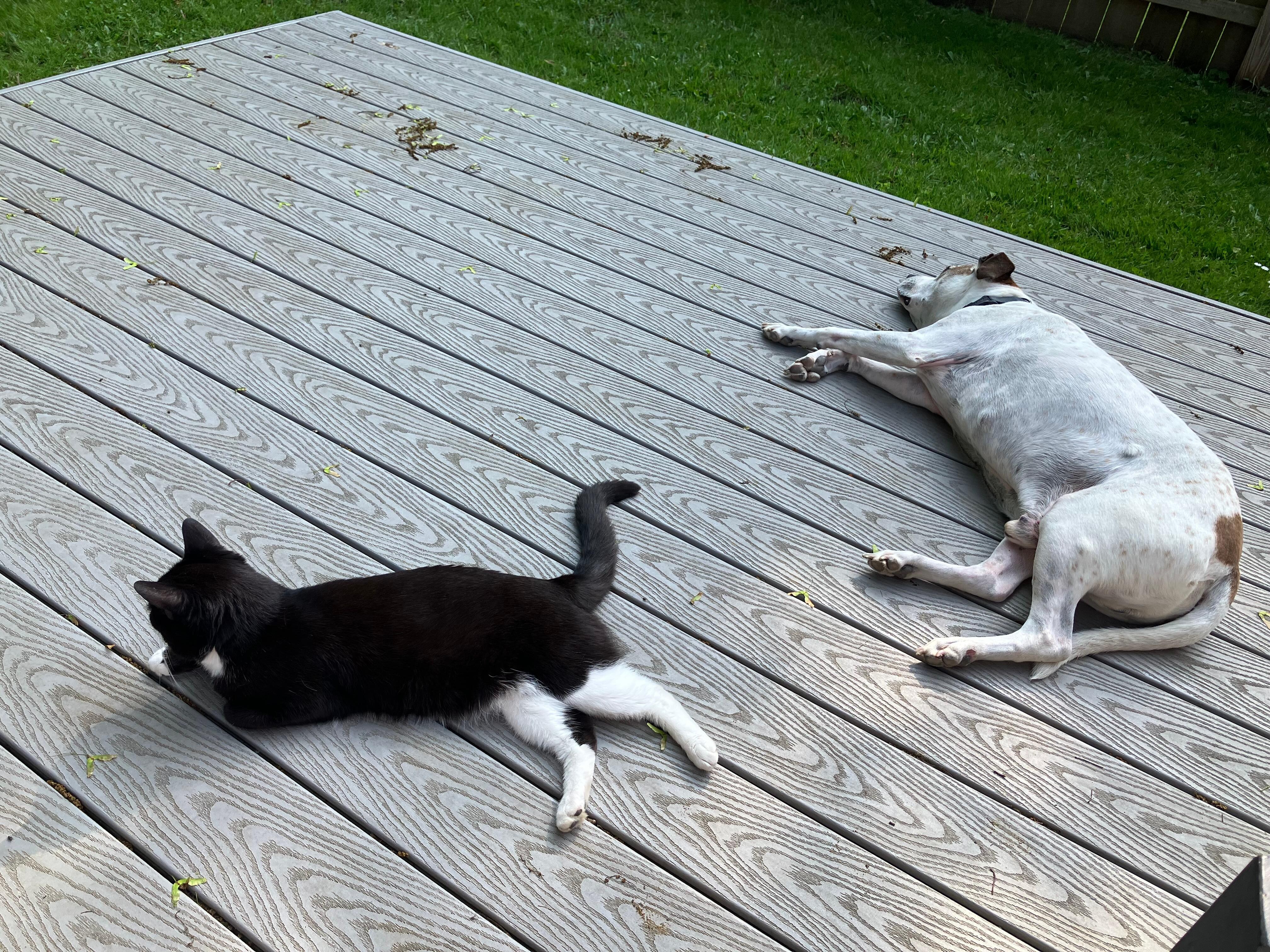 Pete and Beau--vacation tired!