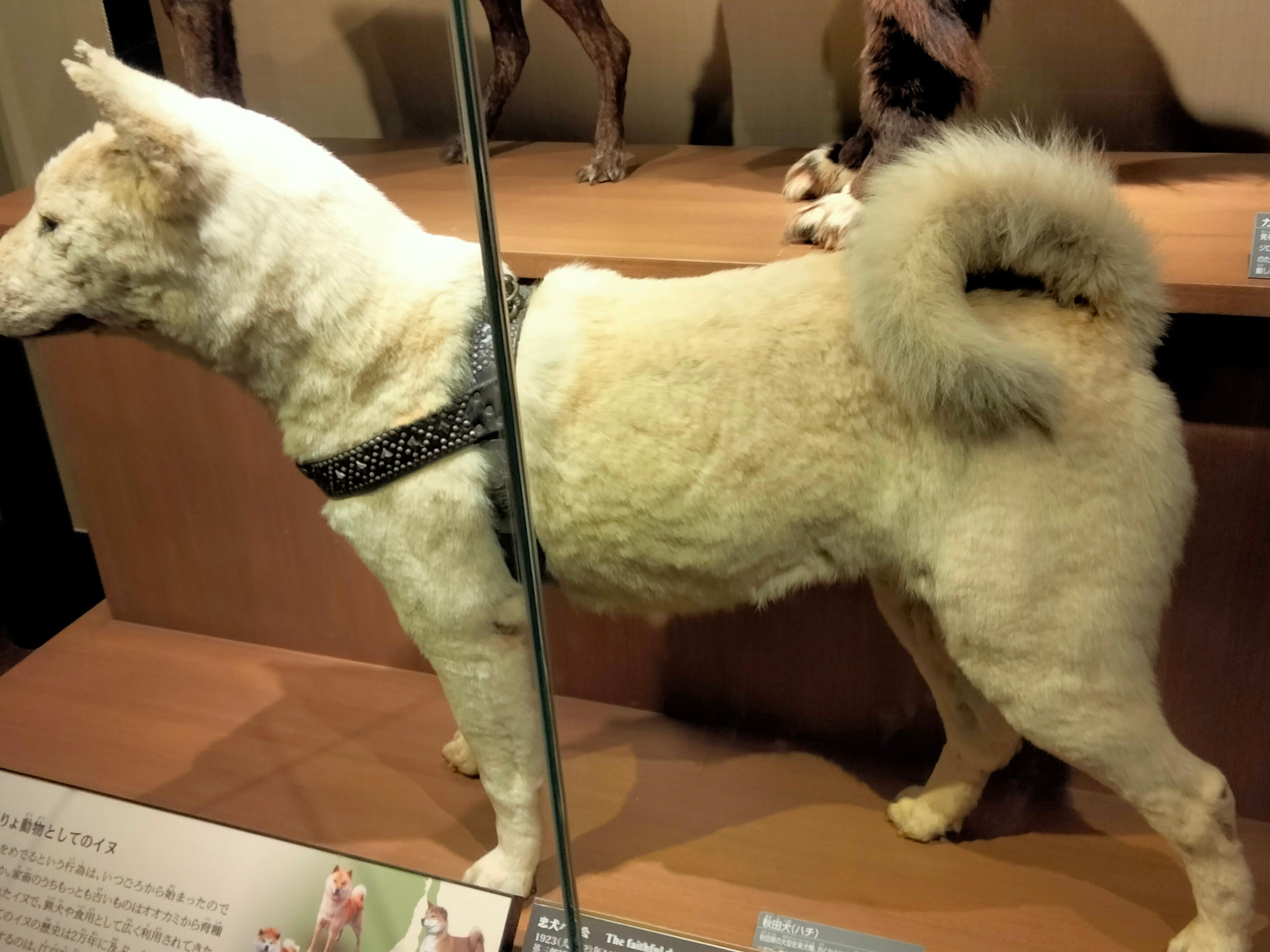 Hachiko the famous dog. This is his real body in the Ueno museum 