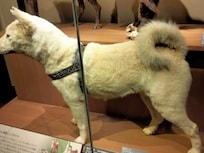 Hachiko the famous dog. This is his real body in the Ueno museum