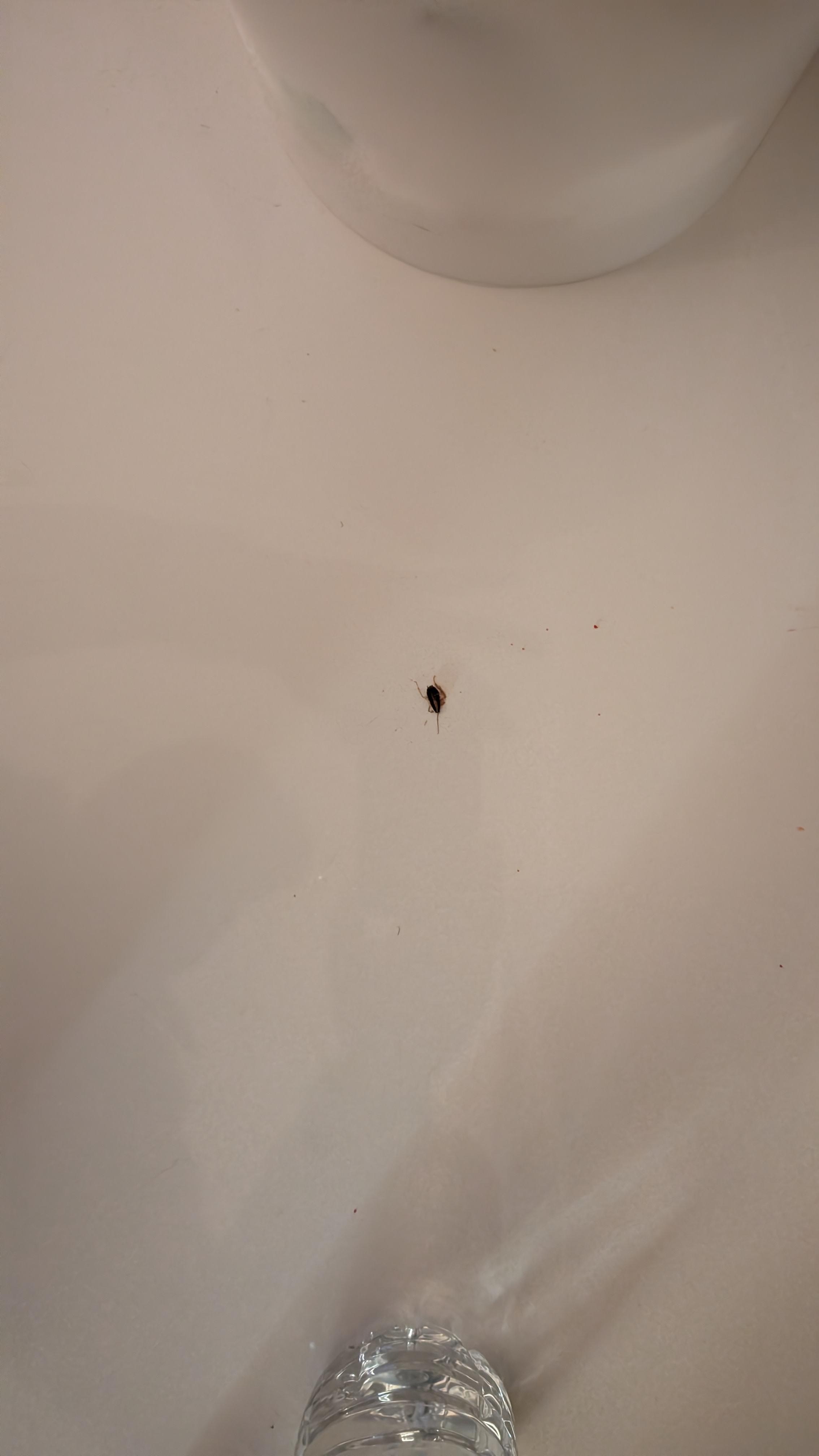 Picture of the roach that I had to kill
