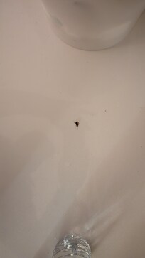 Picture of the roach that I had to kill