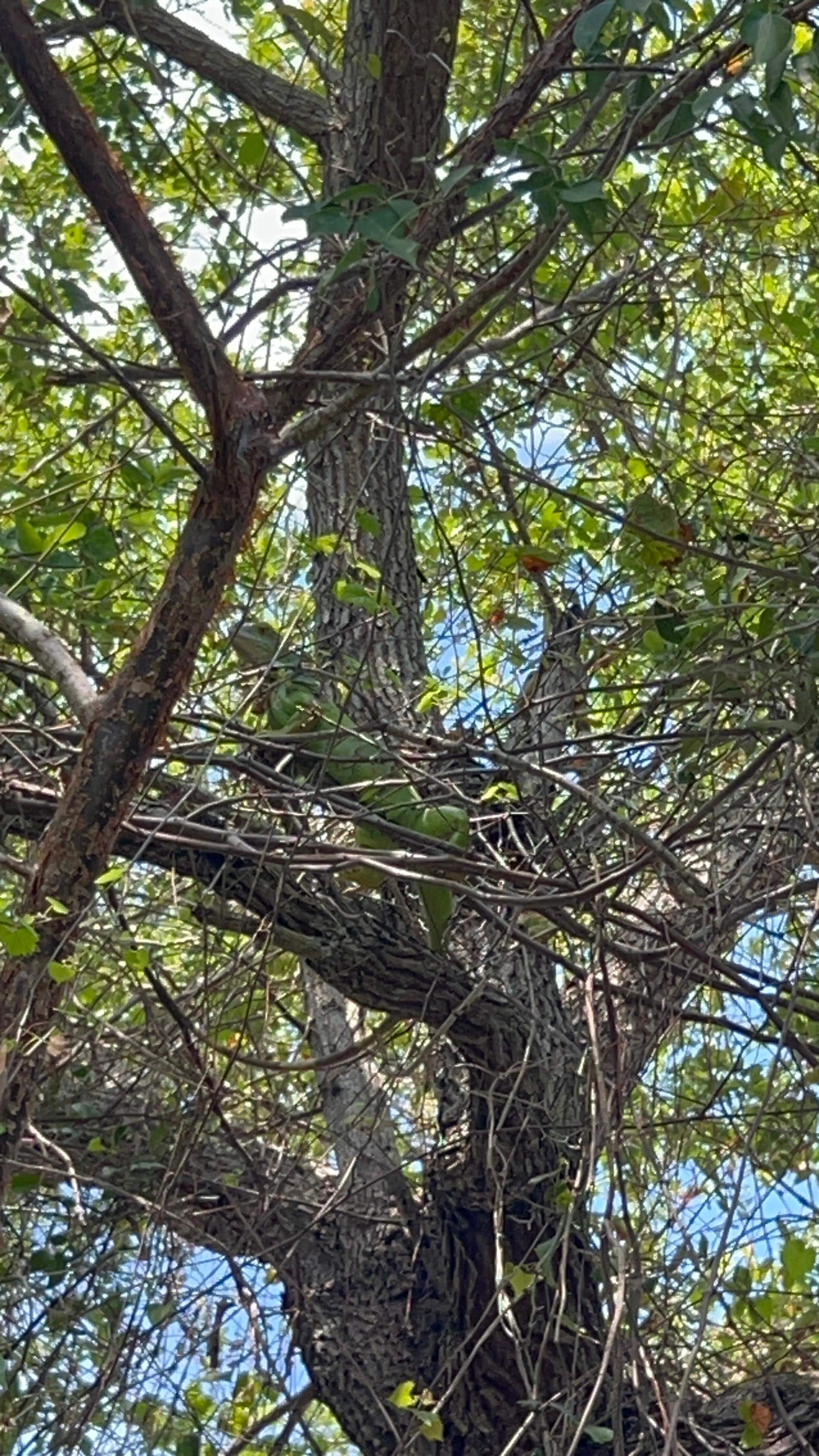 Love iguana looking! 