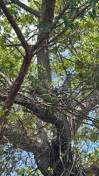 Love iguana looking!