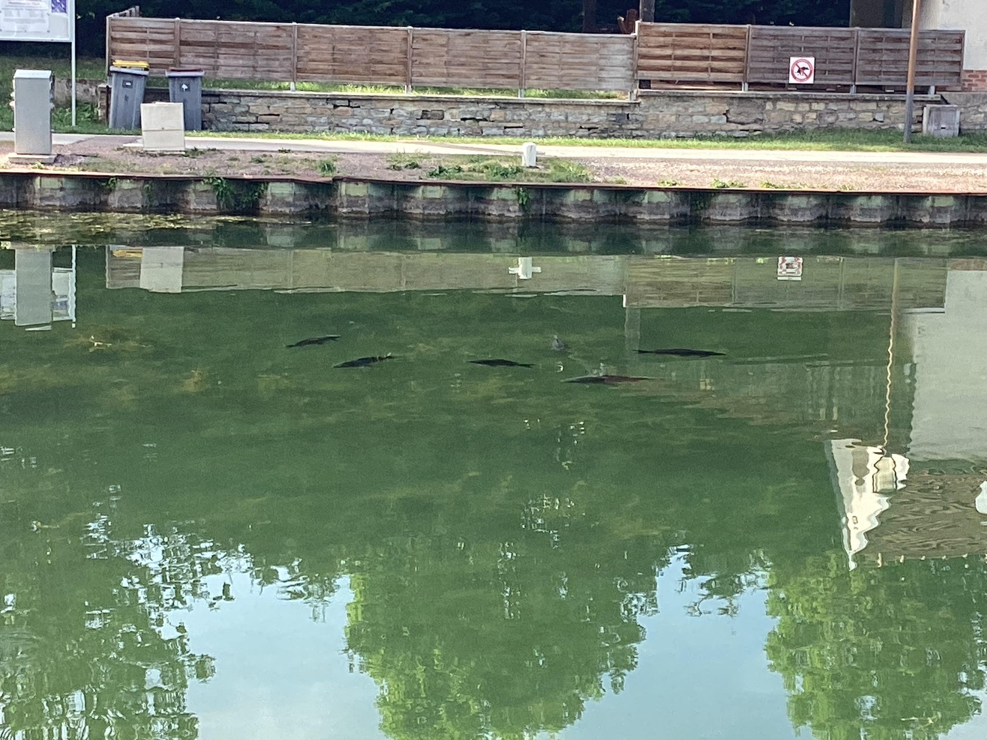 Although there were quite a few people fishing these fish were clearly adept at staying away from their hooks!