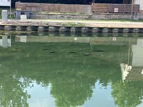 Although there were quite a few people fishing these fish were clearly adept at staying away from their hooks!