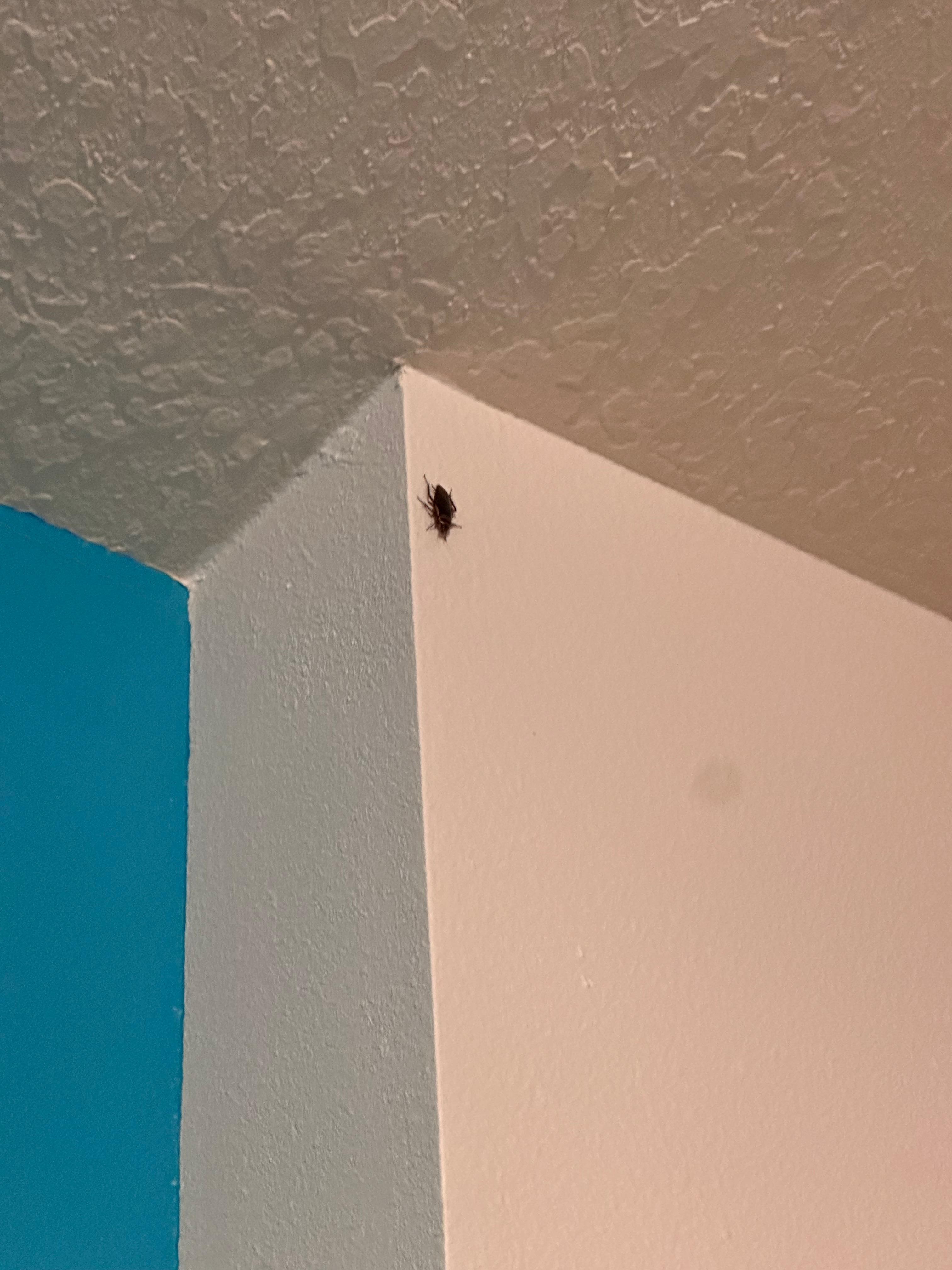 Roach on the wall