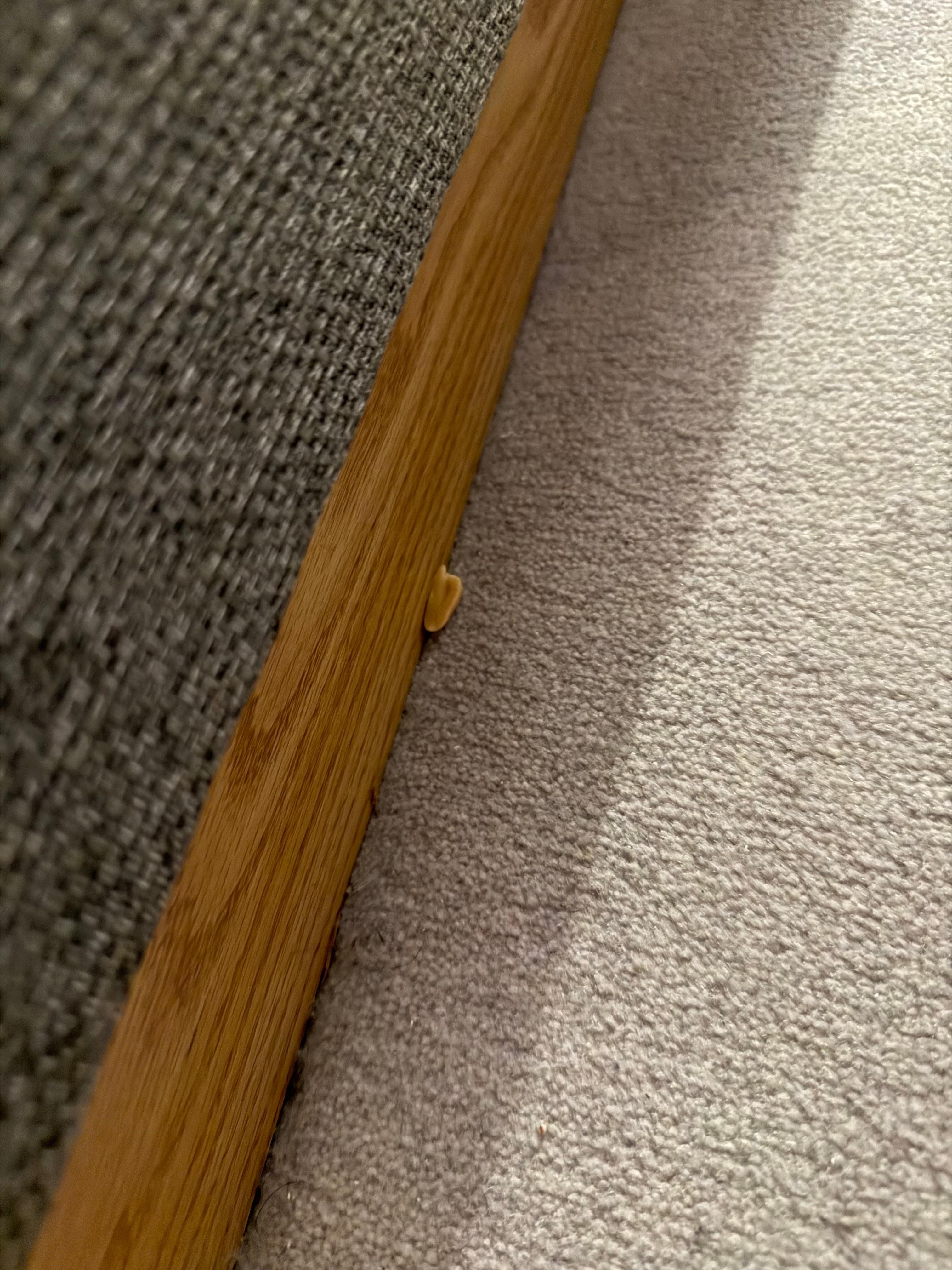 Damm och jordnötter på golvet 