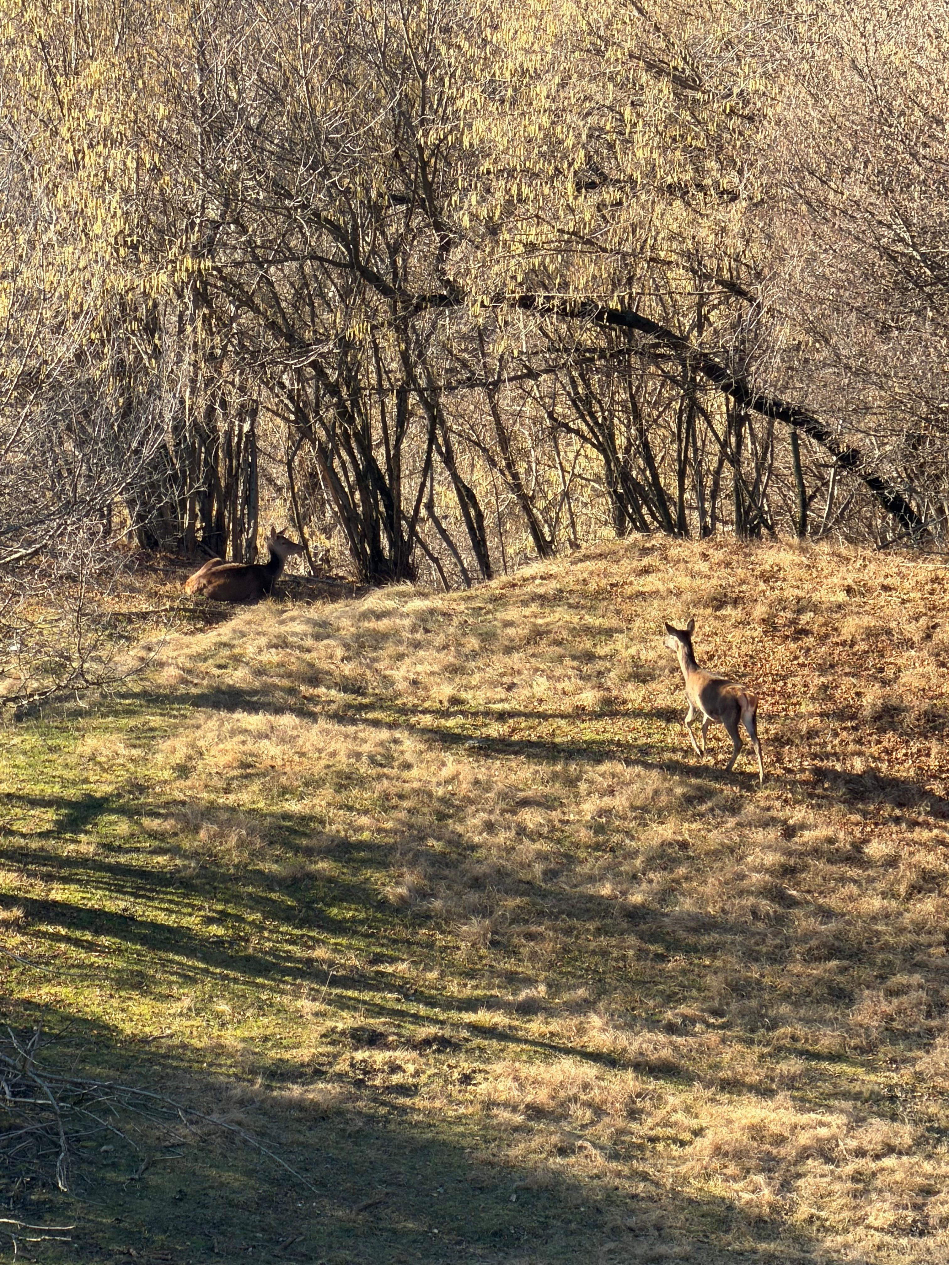 Deer seen at the top of the mountain.