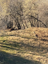 Deer seen at the top of the mountain.