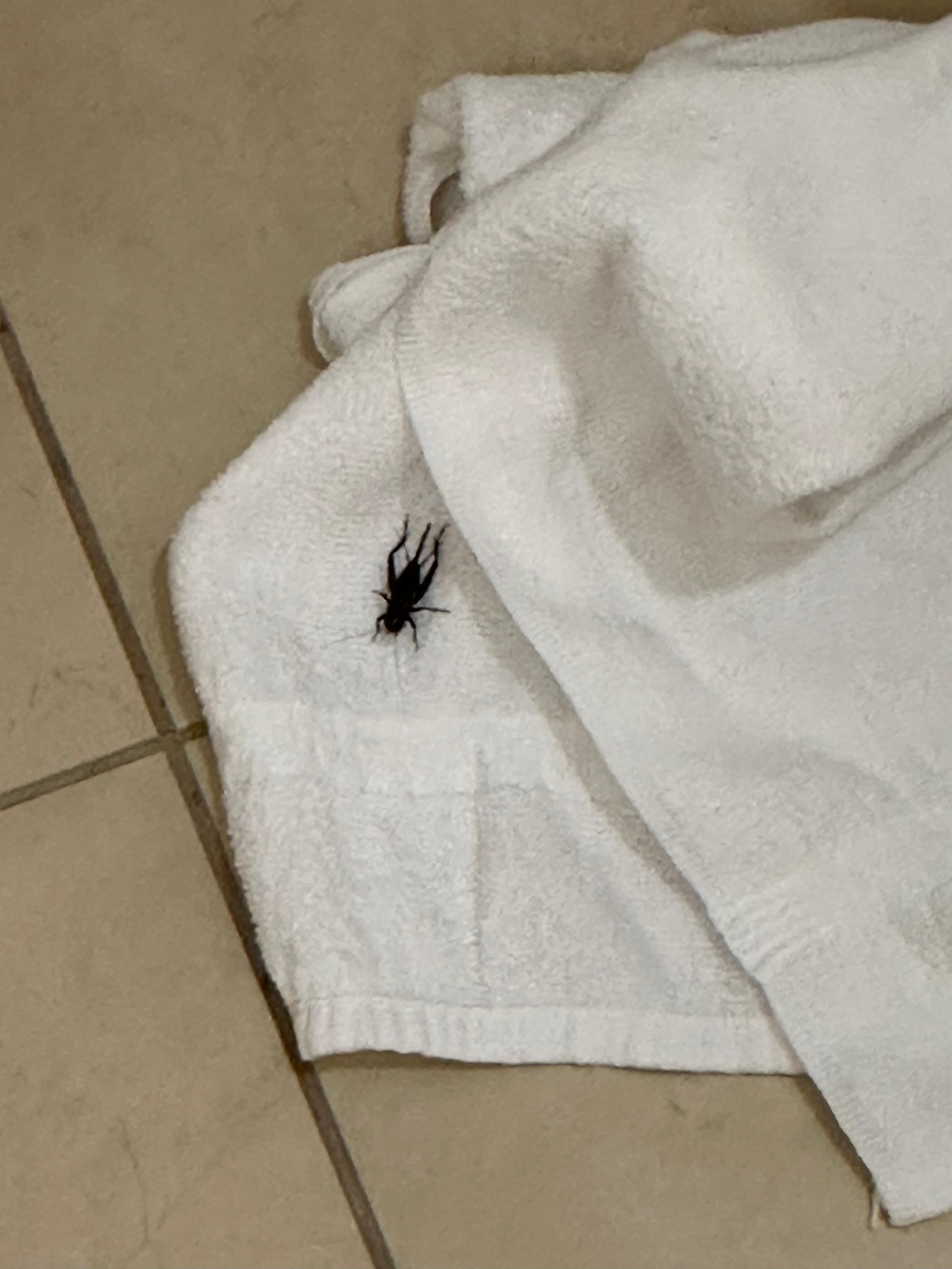 Second day bug. Didn''t have my phone on me for first day bug.