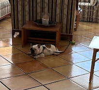 Hotel Mascot