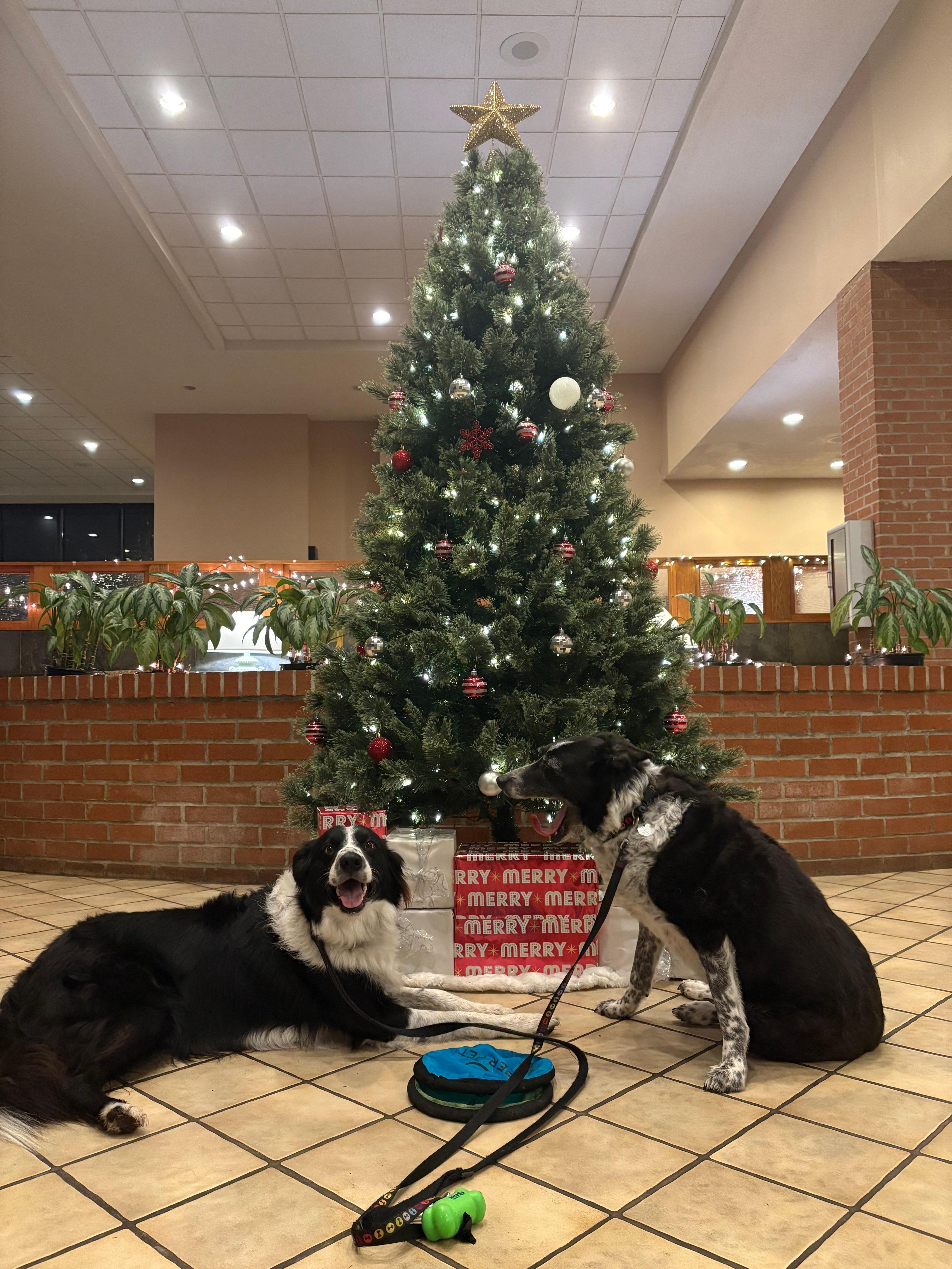 Josh & Rain enjoyed frisbee in the back and nightly walks in the courtyard.