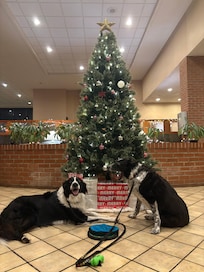Josh & Rain enjoyed frisbee in the back and nightly walks in the courtyard.
