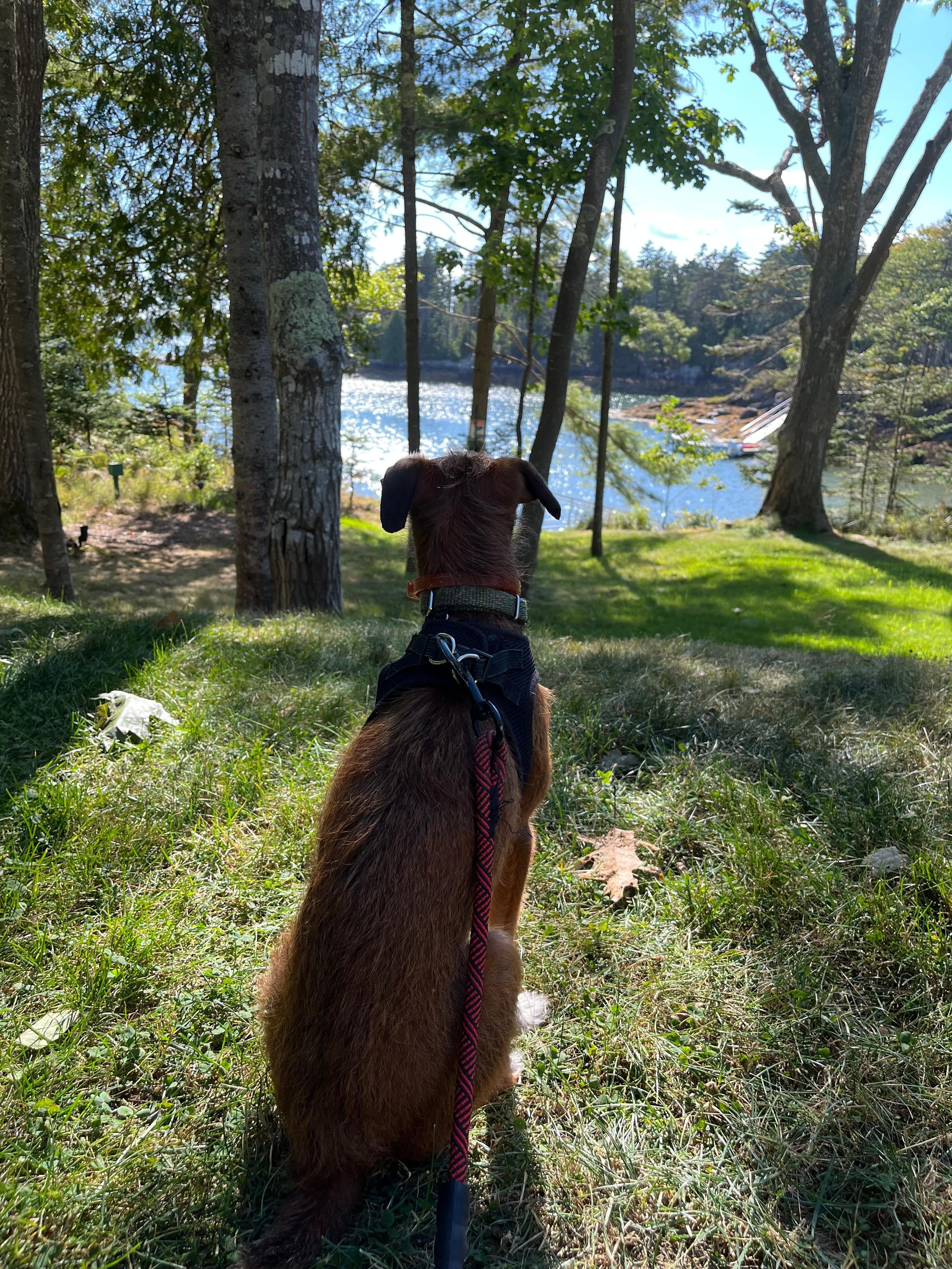 View of our dog taking in the water views