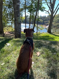 View of our dog taking in the water views