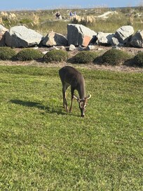 A friendly visitor