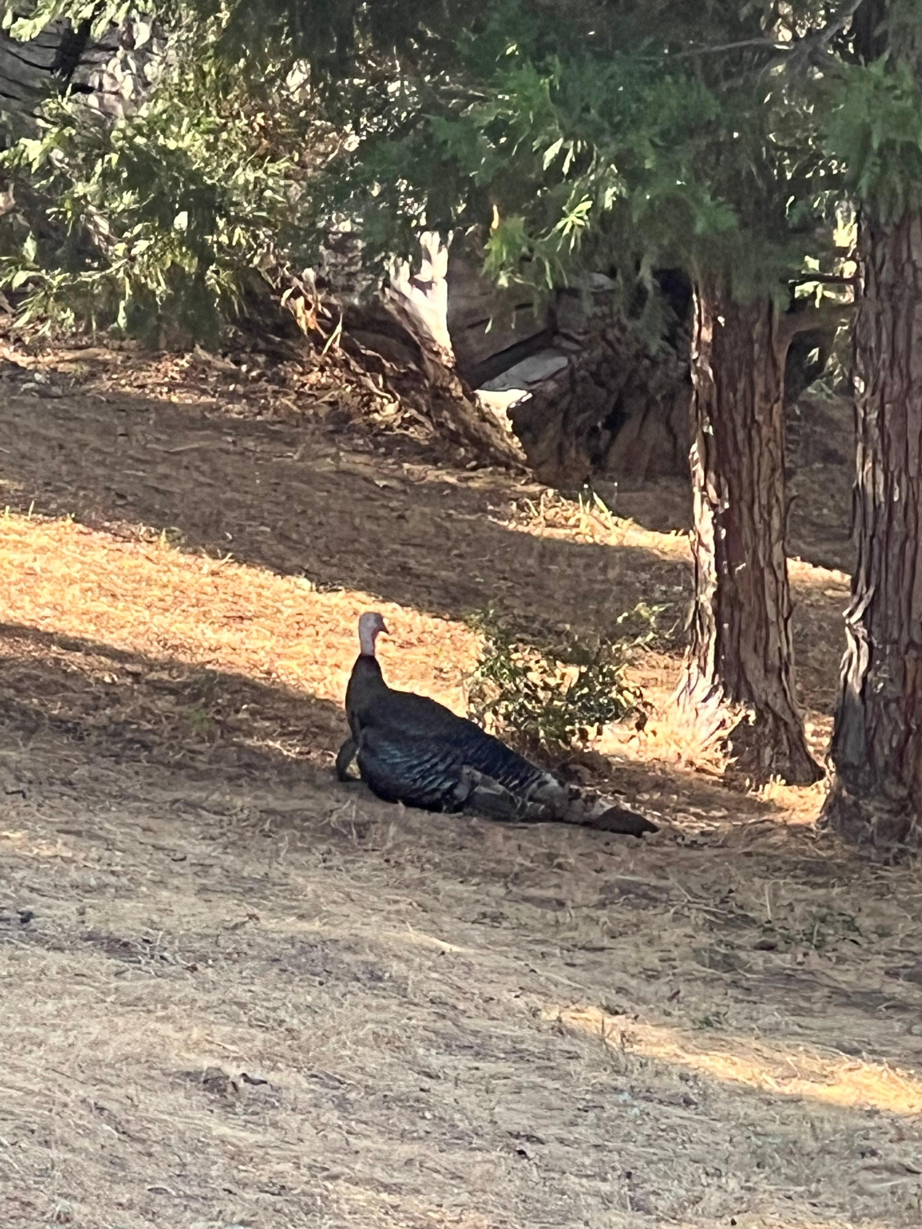 The his turkey was enjoying the shade in the backyard. 