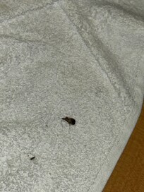 Roaches in towel