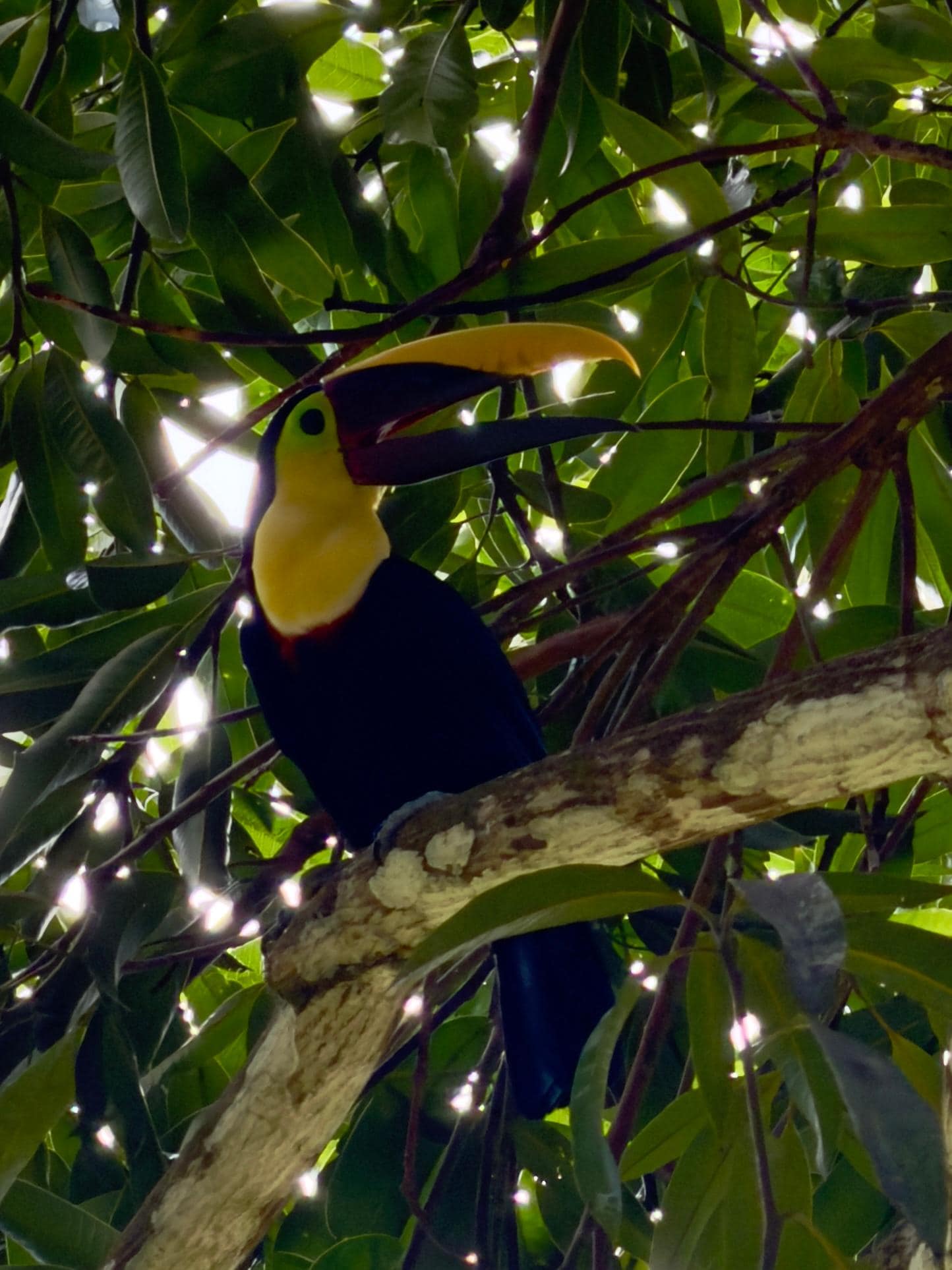 This toucan & his mate lived in a nearby tree