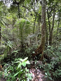 El Yunque Rainforest