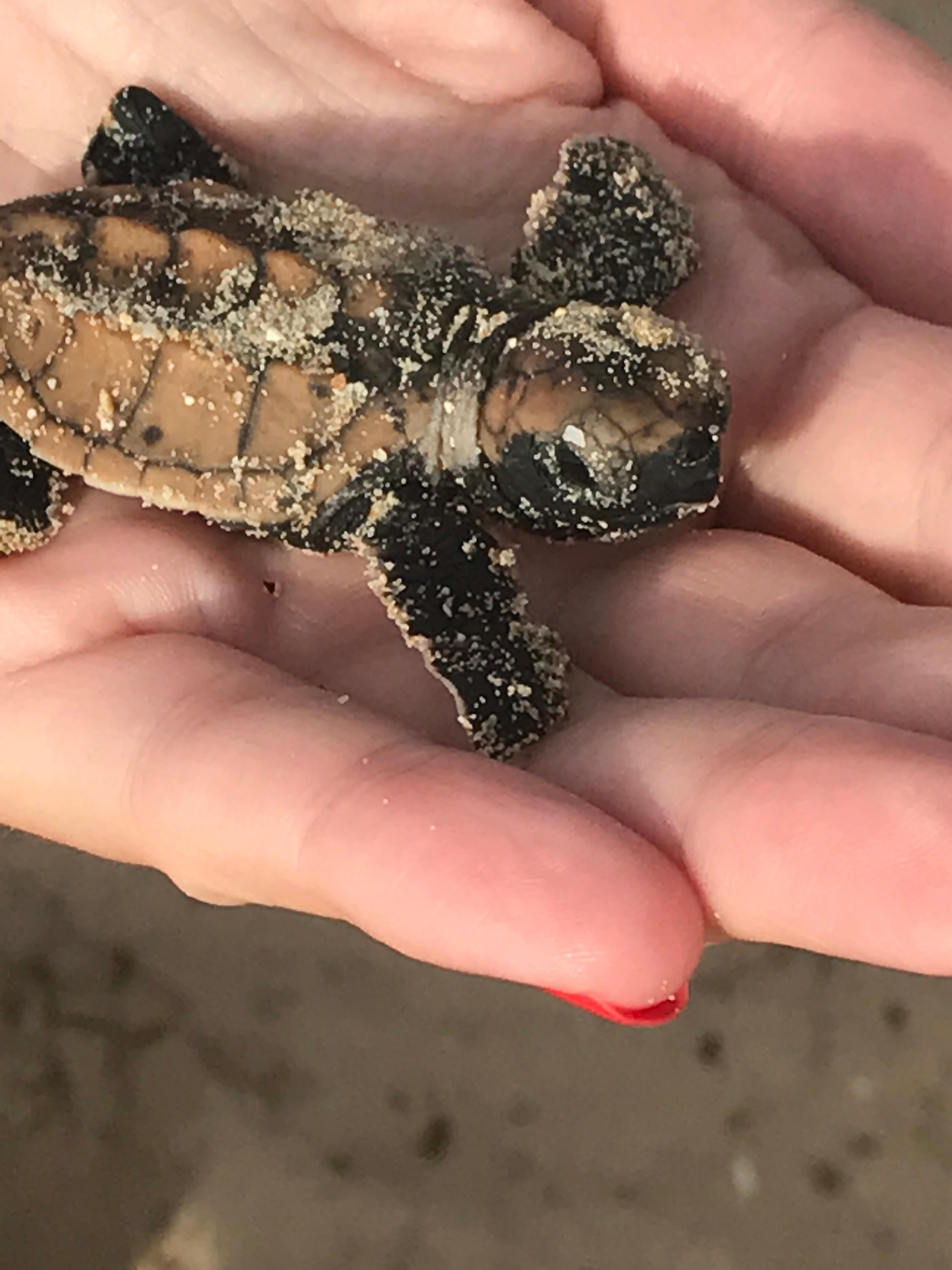 Just hatched and caught in storm. Went to turtle rescue.