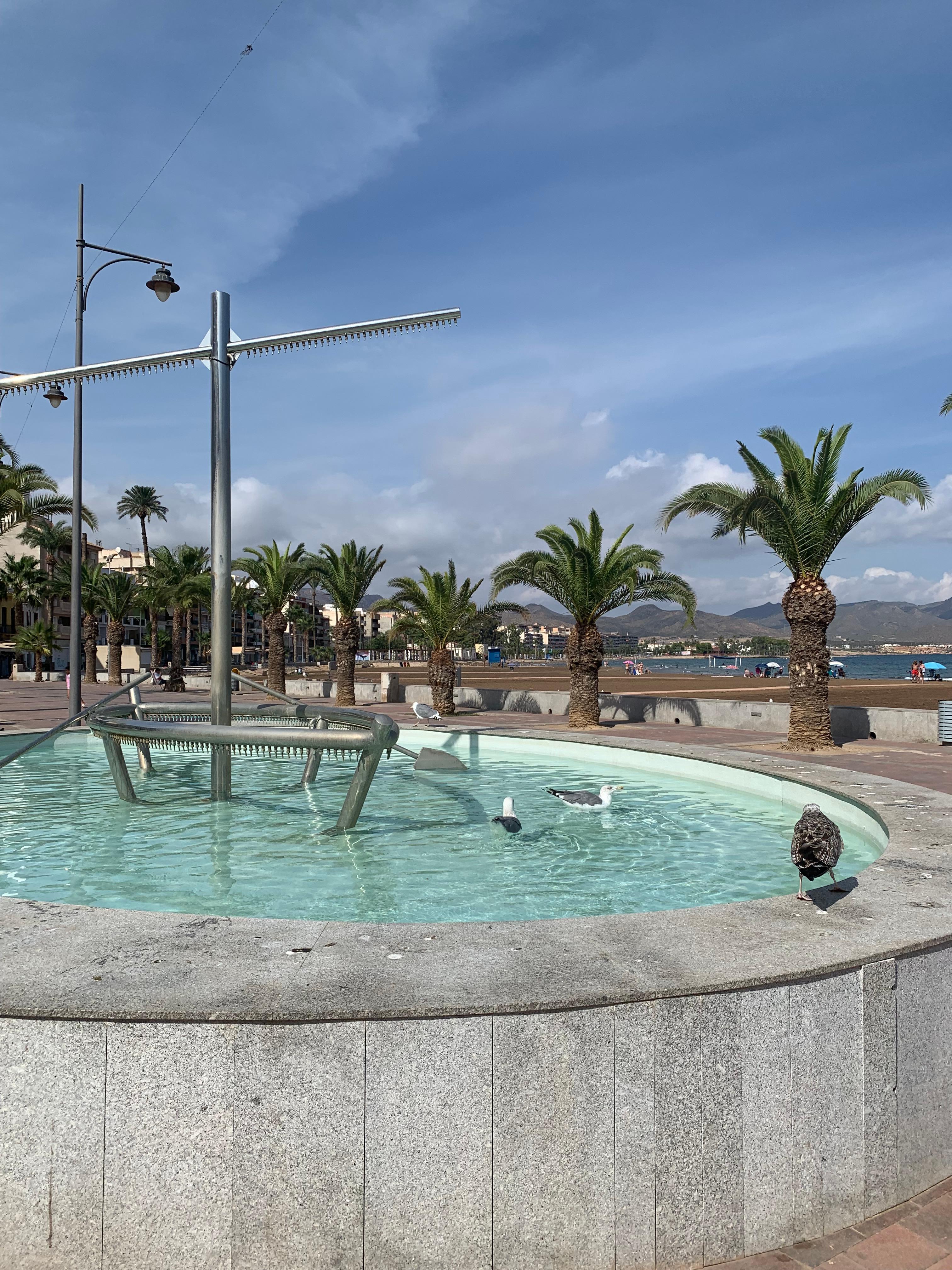 The seagulls having a bath in Puerto de Mazarron 