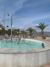 The seagulls having a bath in Puerto de Mazarron