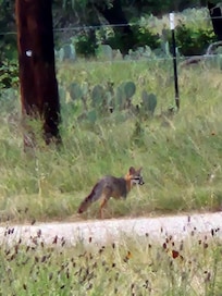 Grey fox... Sighting