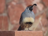 Spotted in the neighborhood of Sedona Sweetness