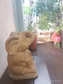 Ganesha contemplando o corredor das Tartarugas Tuxi e Jurássica... Cada detalhe, uma pausa de aconchego.