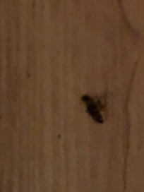Dead insects on floor
