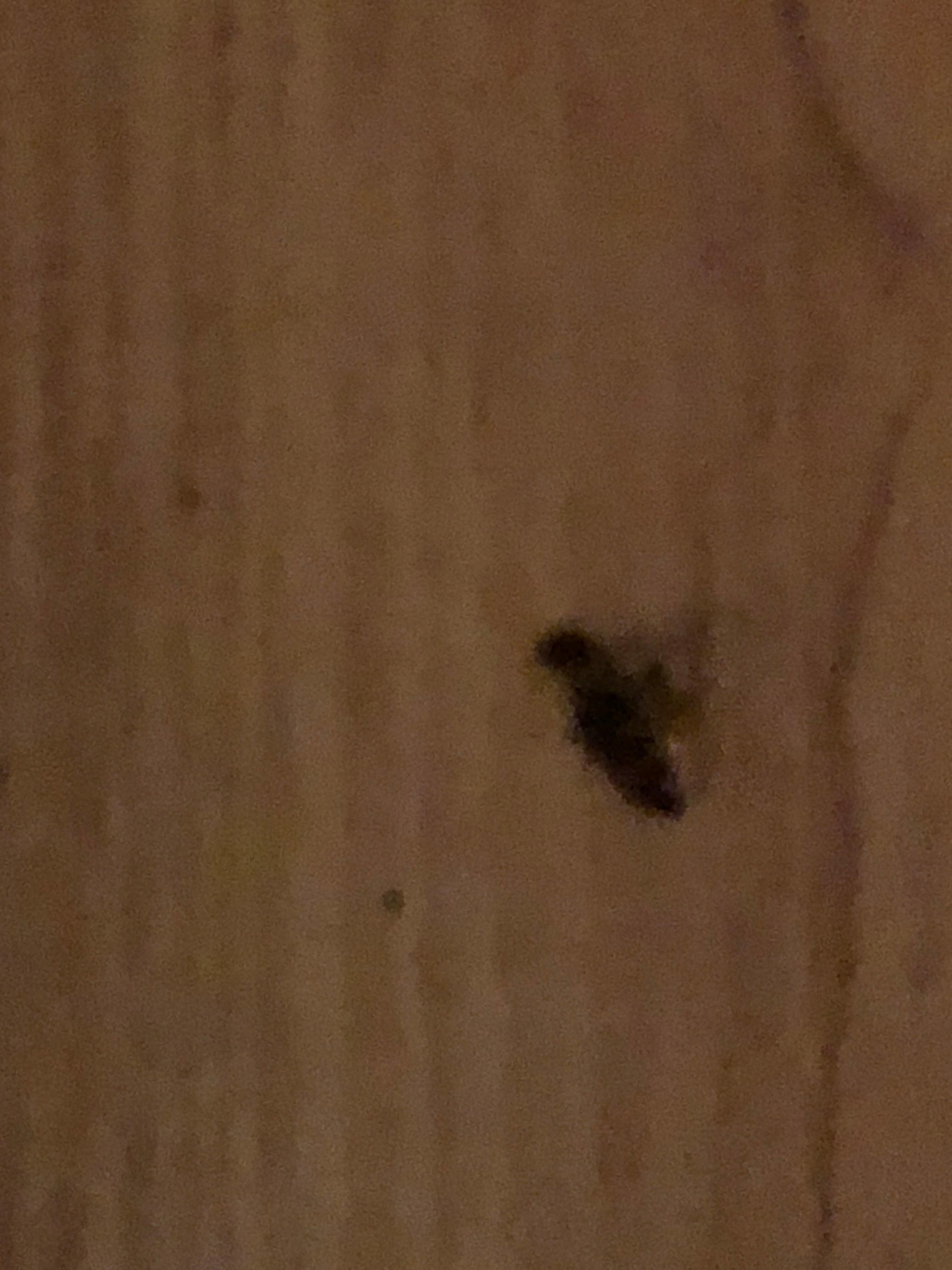Dead insects on floor