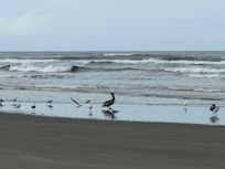 Pelicans!