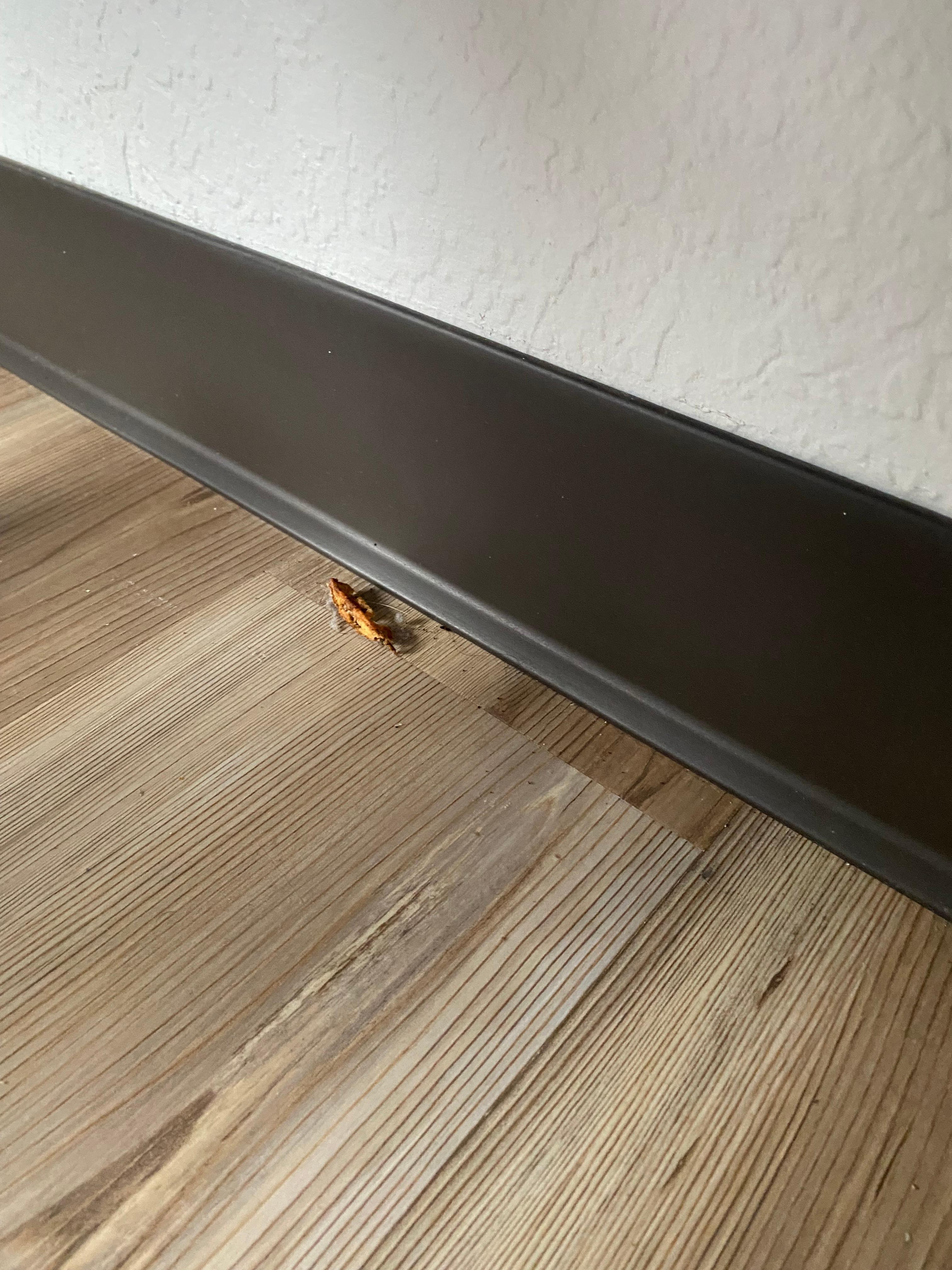Ants eating food left on the floor