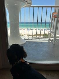 Oscar looking out the balcony window at the beach!