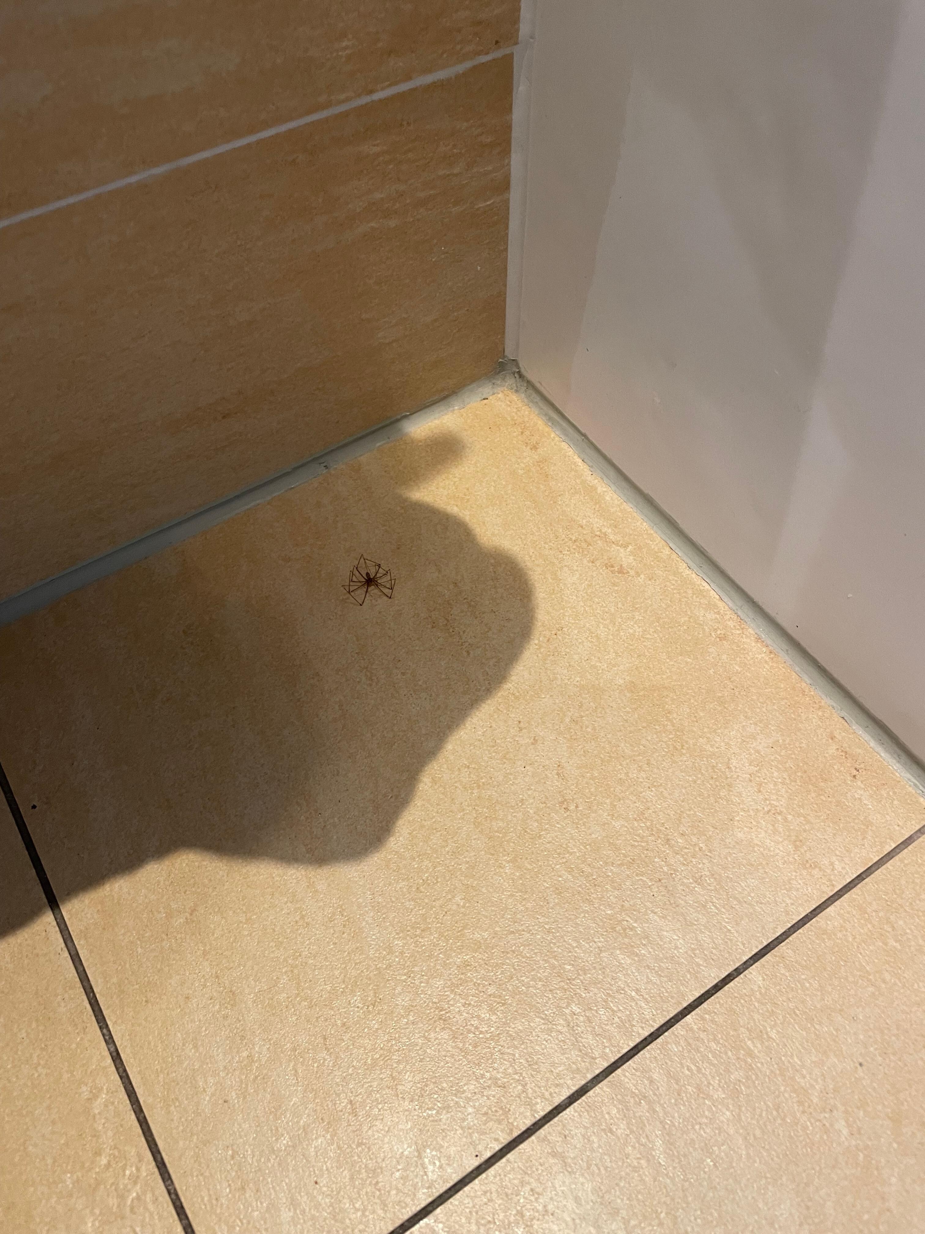 Spinnenweben und Leichen 