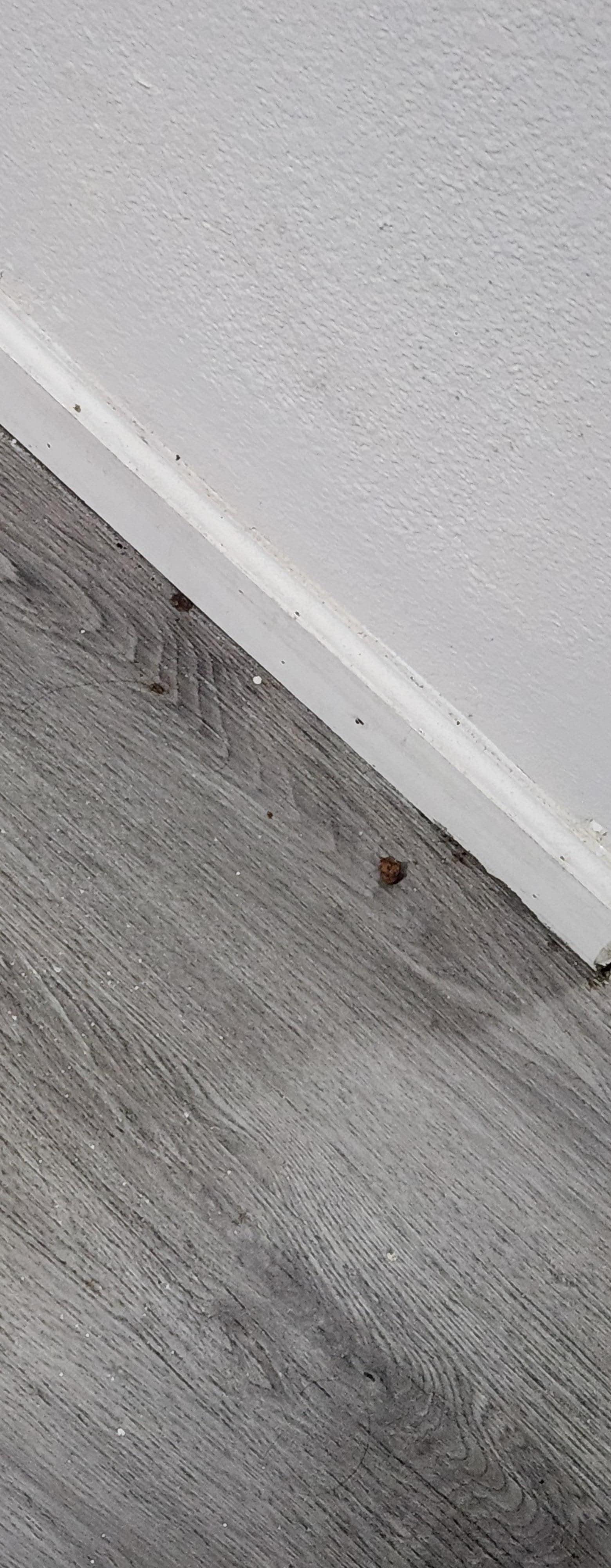What looks like dog food and dirt on the wall by the bed