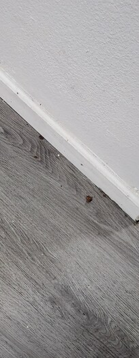 What looks like dog food and dirt on the wall by the bed