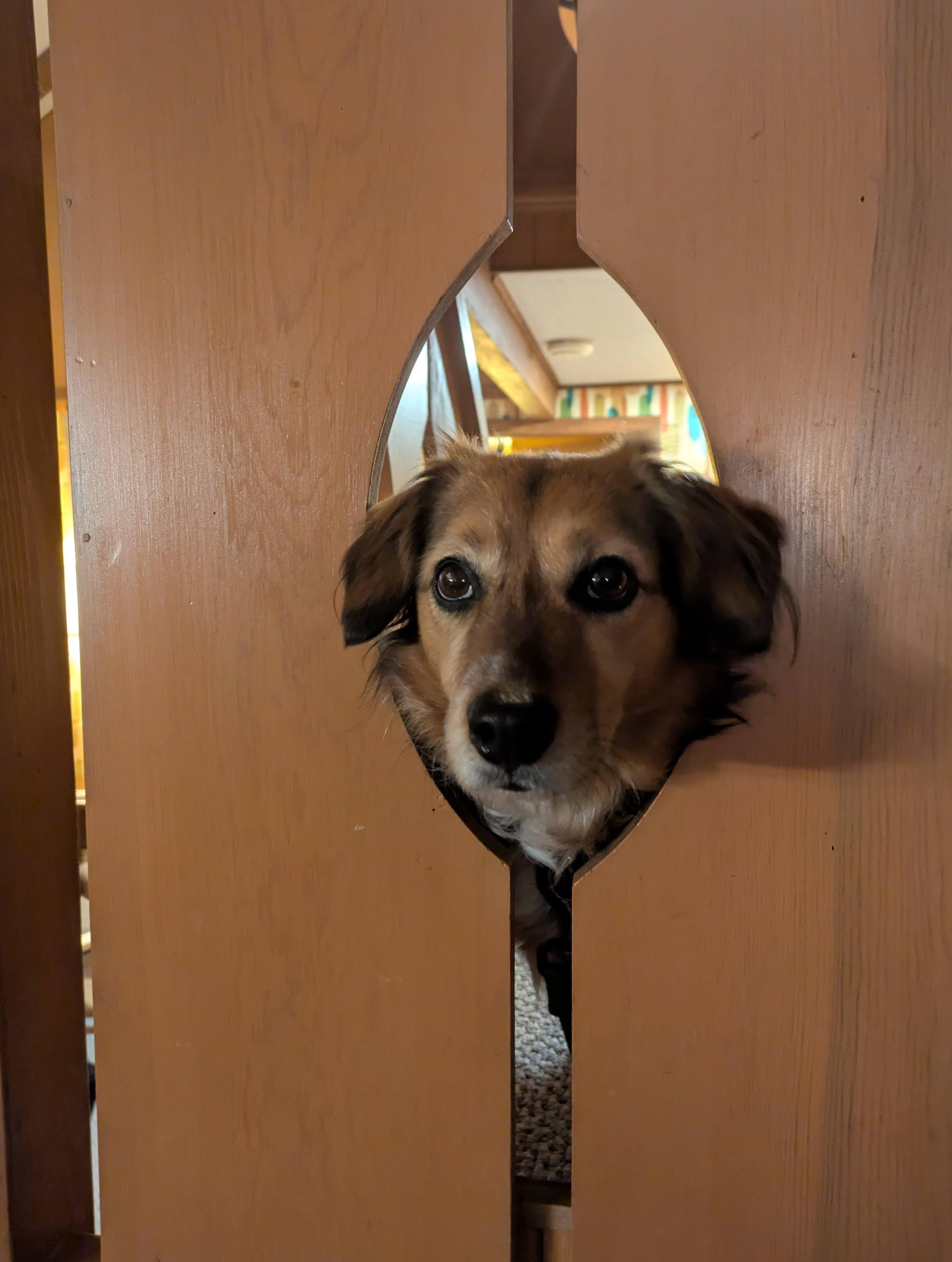 The dog liked sticking his head through the banisters from the landing, and it was very cute.
