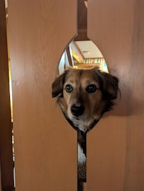 The dog liked sticking his head through the banisters from the landing, and it was very cute.