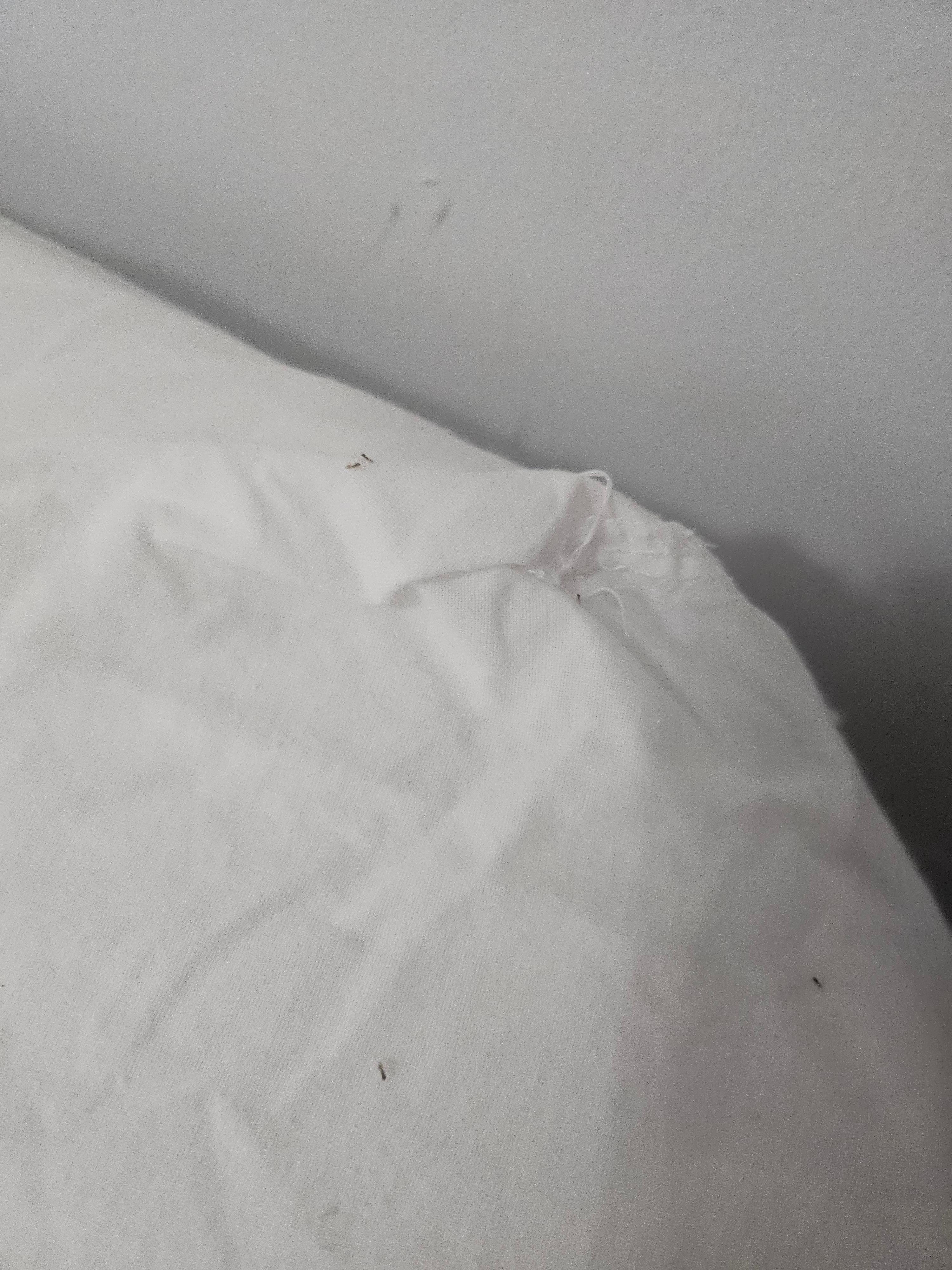 Ants running all over the bed