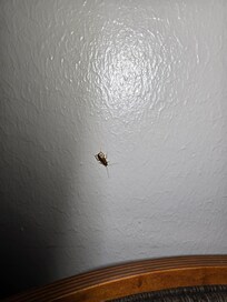 Roaches