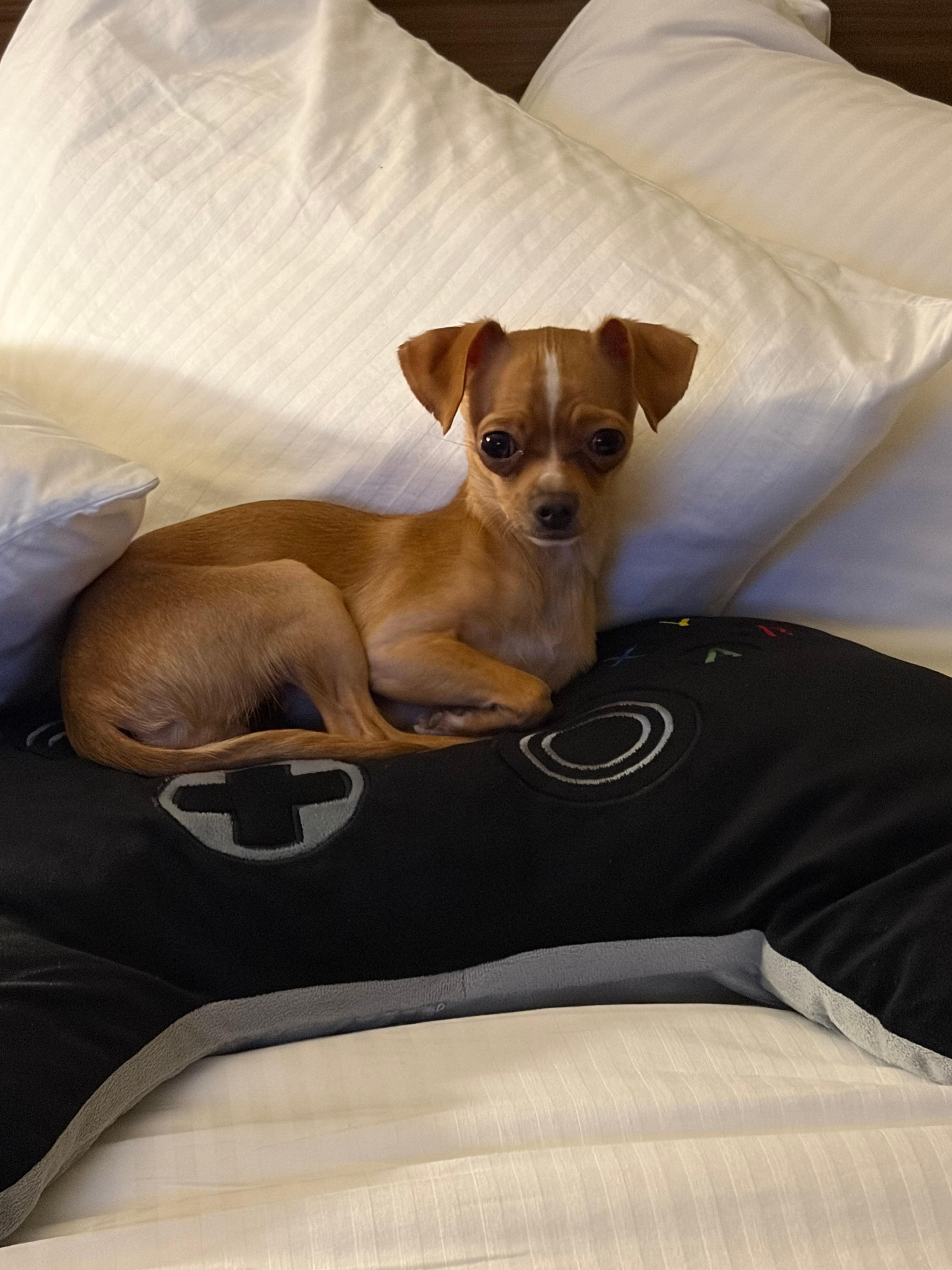 The hotel was also pet friendly and had a perfect place for the dogs to use the bathroom right outside our door. 