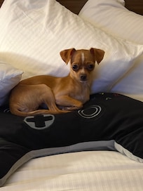 The hotel was also pet friendly and had a perfect place for the dogs to use the bathroom right outside our door.