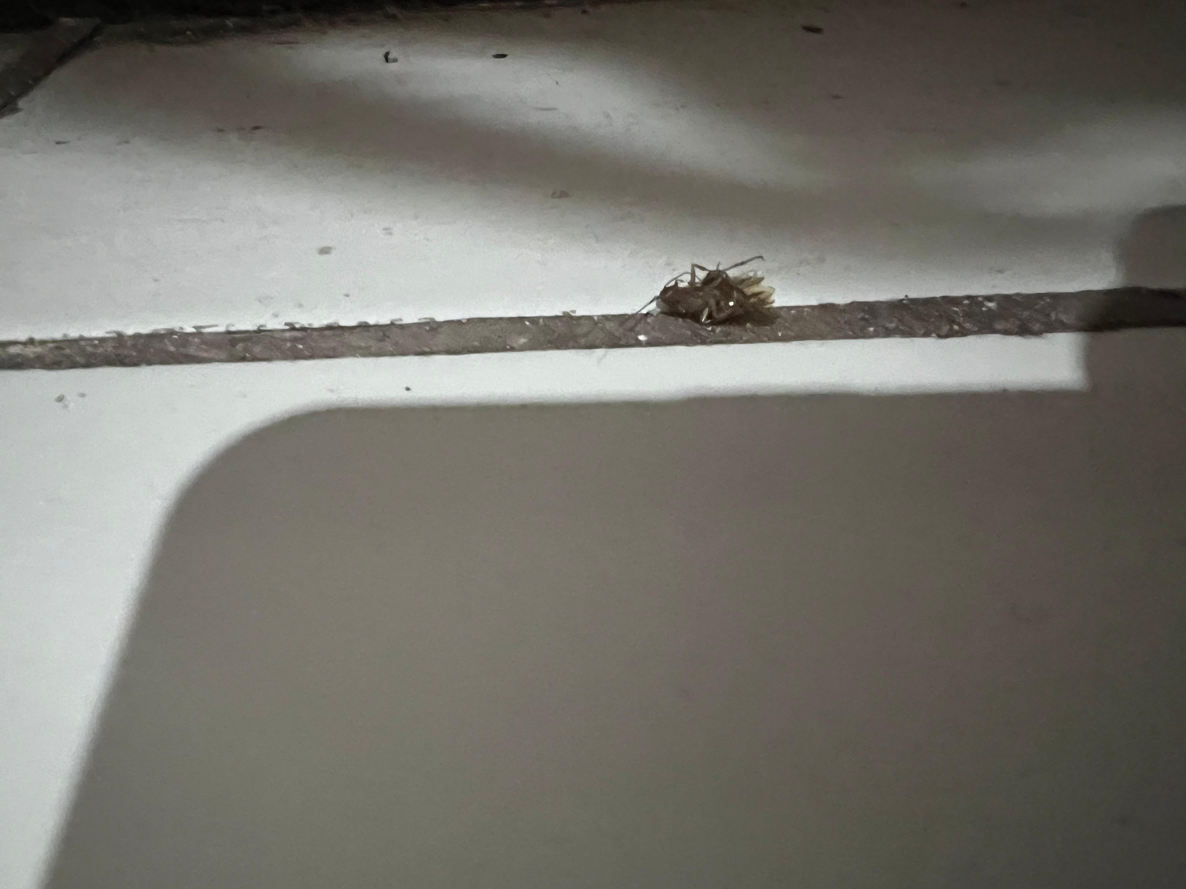 The roach we killed